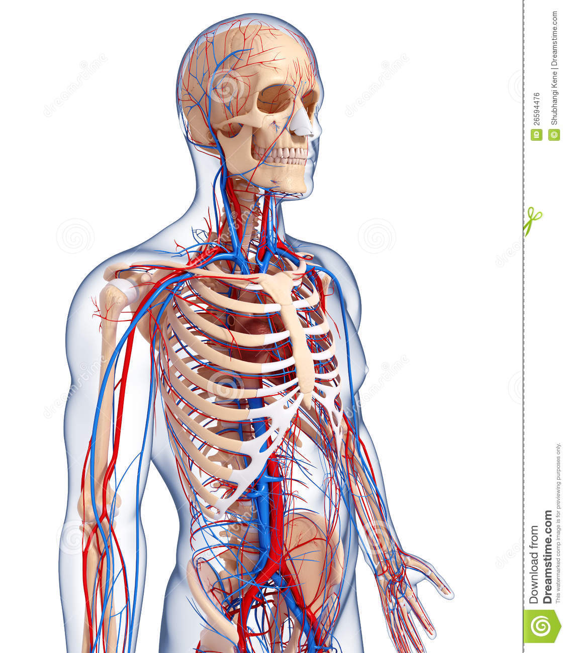Anatomy Of Male Body Circulatory System Royalty Free Stock Image    