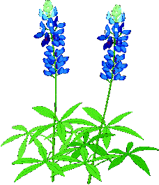 Blue Bonnet Flower Clip Art Texas Relation With Texas State Flower    