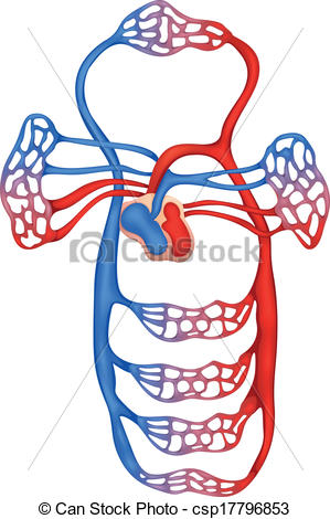 Circulatory System Clipart Circulatory System