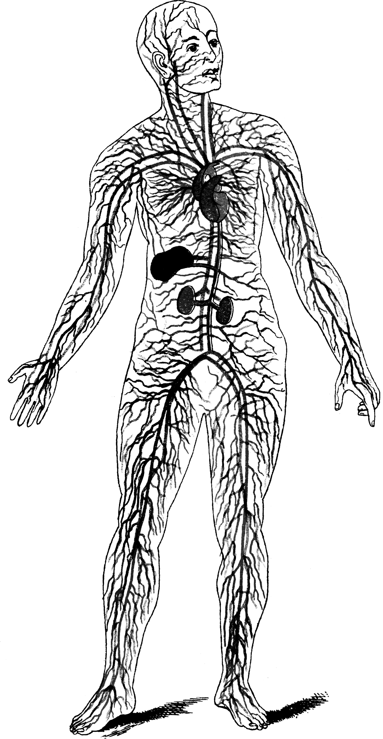 Circulatory System   Clipart Etc