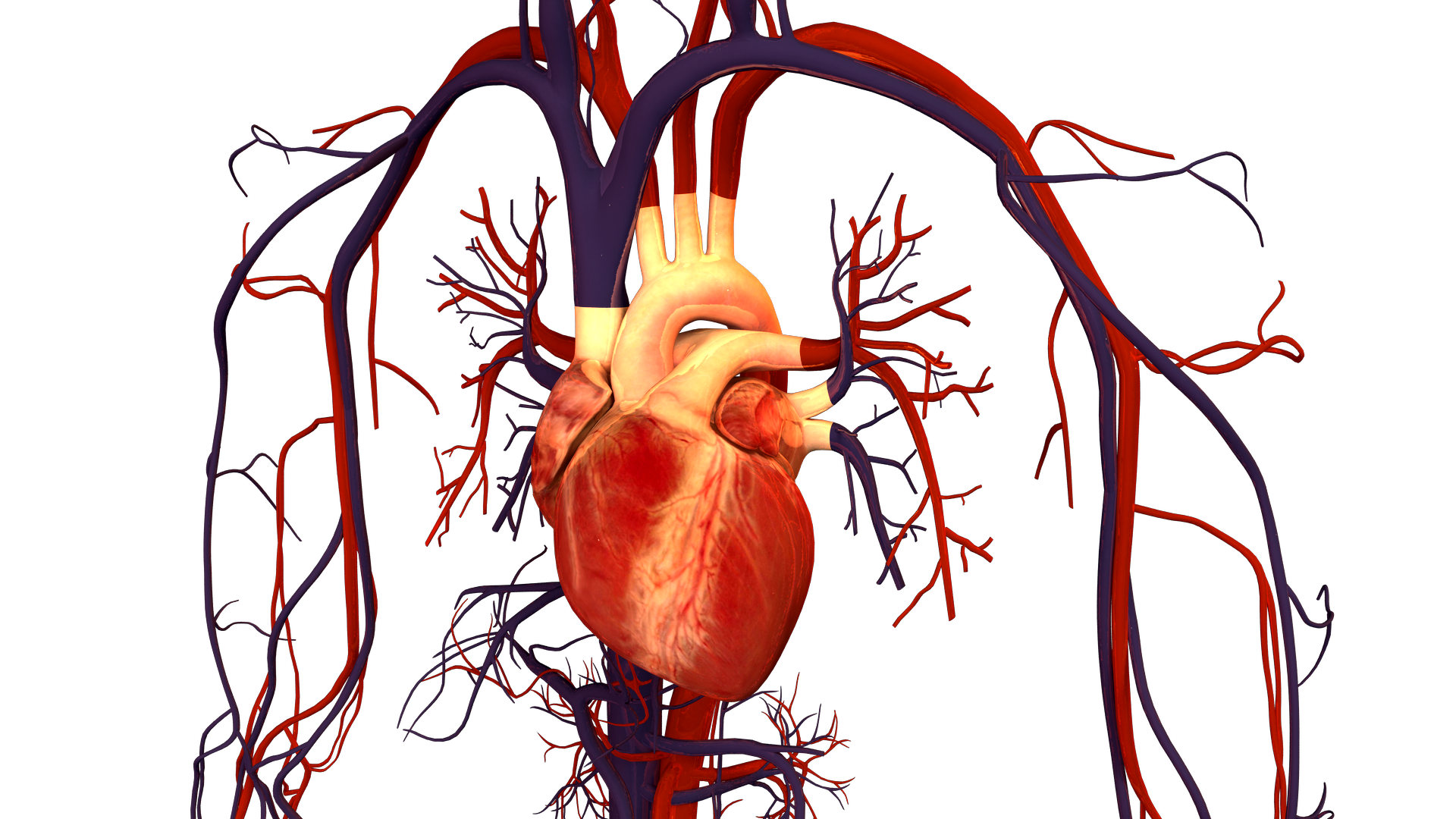 Circulatory System Drawing Kids   Clipart Best