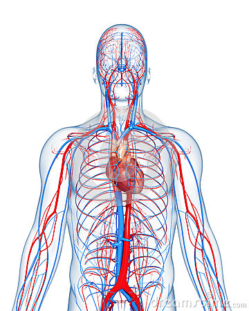 Circulatory System Highlights Heart Royalty Free Stock Photo   Image