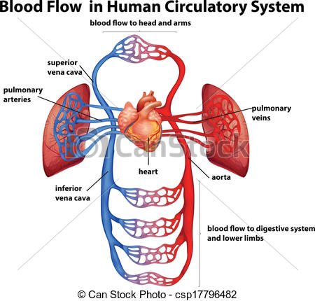 Circulatory System   Illustration Of The    Csp17796482   Search Clip