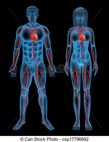 Circulatory System Of A Human   Csp17796692