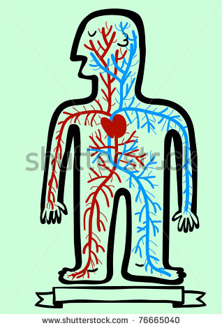 Circulatory System Stock Photos Illustrations And Vector Art