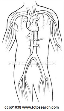 Circulatory System View Large Illustration