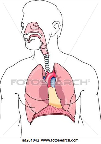 Clip Art Heart And Circulatory System Clipart