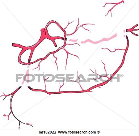 Clip Art Of Anterior View Of The Circulatory System Of The Stomach