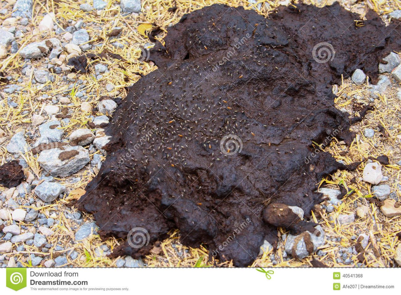 Dirty Subject Which Yield Manure Organic Stock Photo   Image  40541368