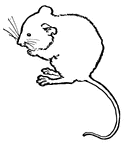 Go Back   Pics For   2 Mice Clipart