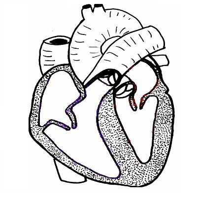 Heart Ls Unlabelled Image   Vector Clip Art Online Royalty Free    