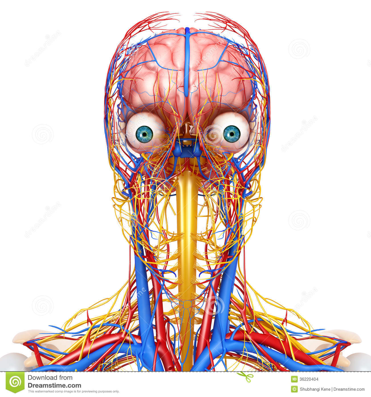 Nervous System Cartoon Circulatory And Nervous System
