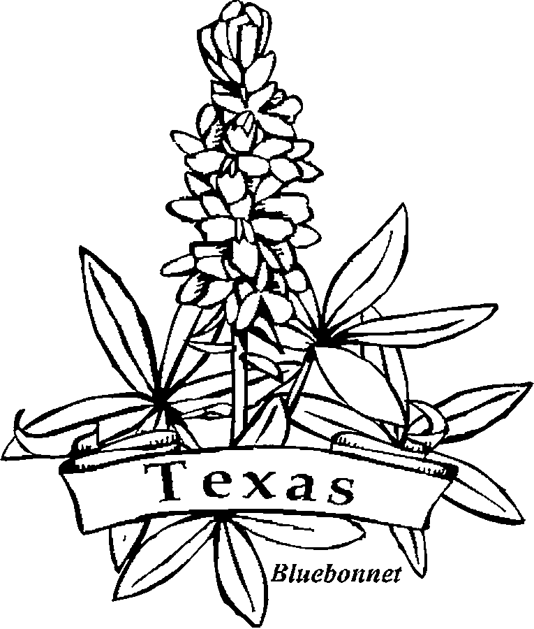 Texas State Symbols Coloring Pages   Az Coloring Pages