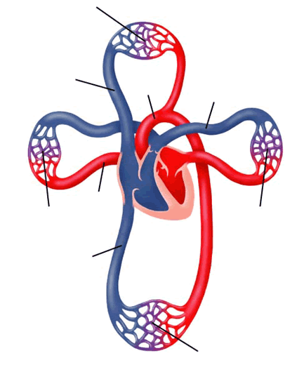 The Circulatory System For Kids Free Cliparts That You Can Download    