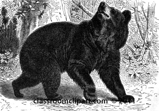 Bears   019 American Black Bear   Classroom Clipart