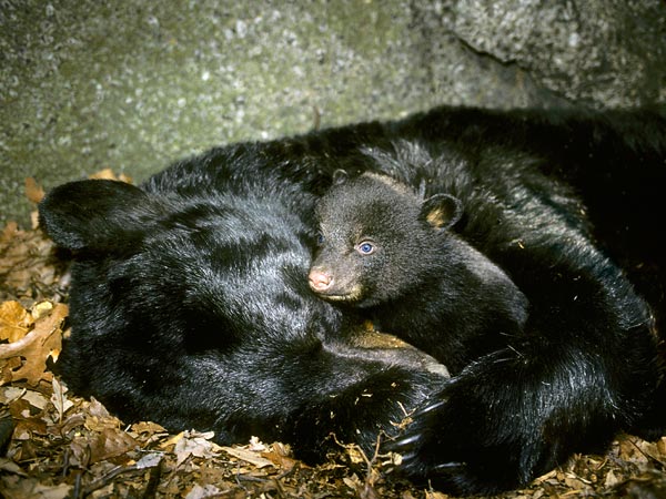 Black Bear Hibernating