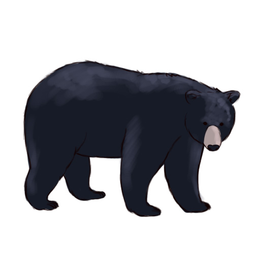 How To Draw A Black Bear  6 Steps  With Pictures    Wikihow
