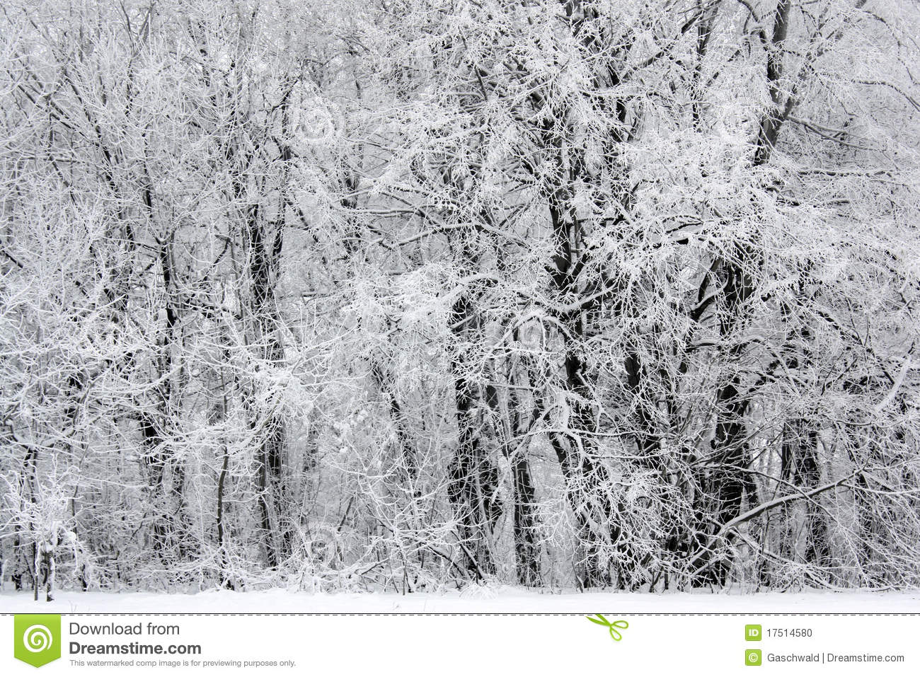 More Similar Stock Images Of   Snowy Winter Forest Scene