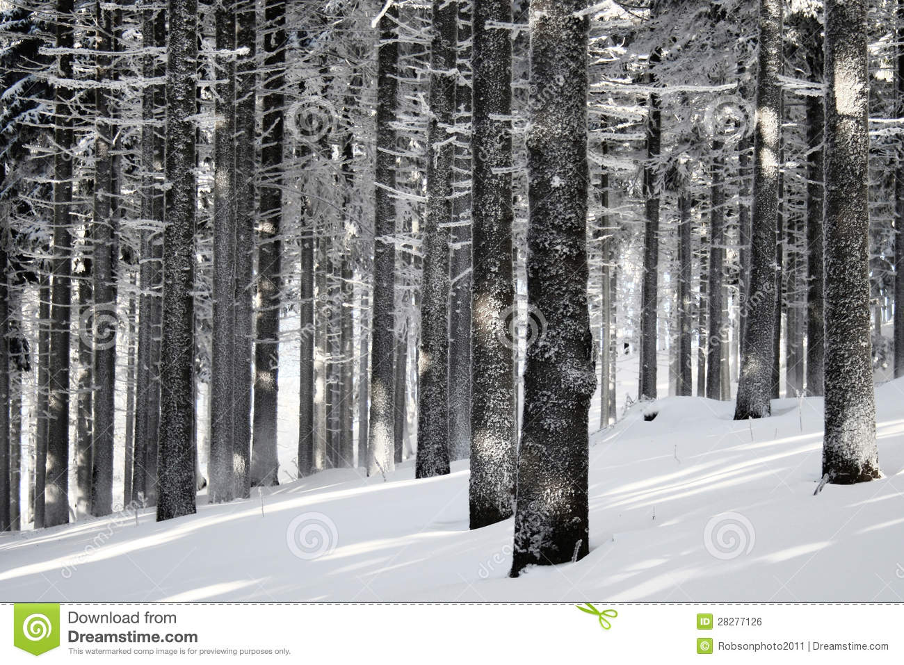 Winter Forest Scene Royalty Free Stock Image   Image  28277126