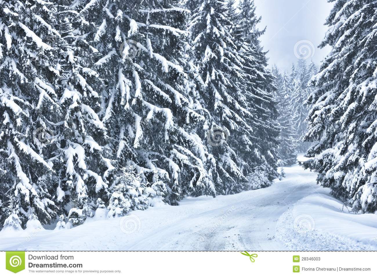Winter Scene With Trees In The Forest Stock Photos   Image  28346003
