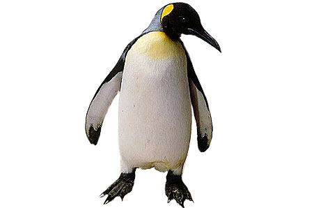 Emperor Penguin Clip Art   Clipart Best   Clipart Best
