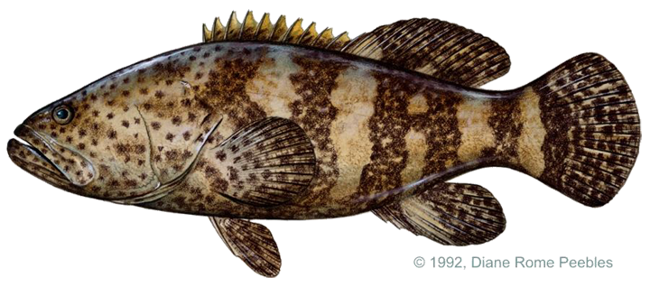 Lichtenstein 1822   Serranidae Family  Also Called Spotted Jewfish    