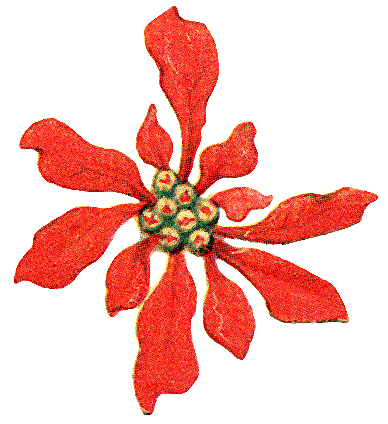 Poinsettia   Christmas Vintage Clipart