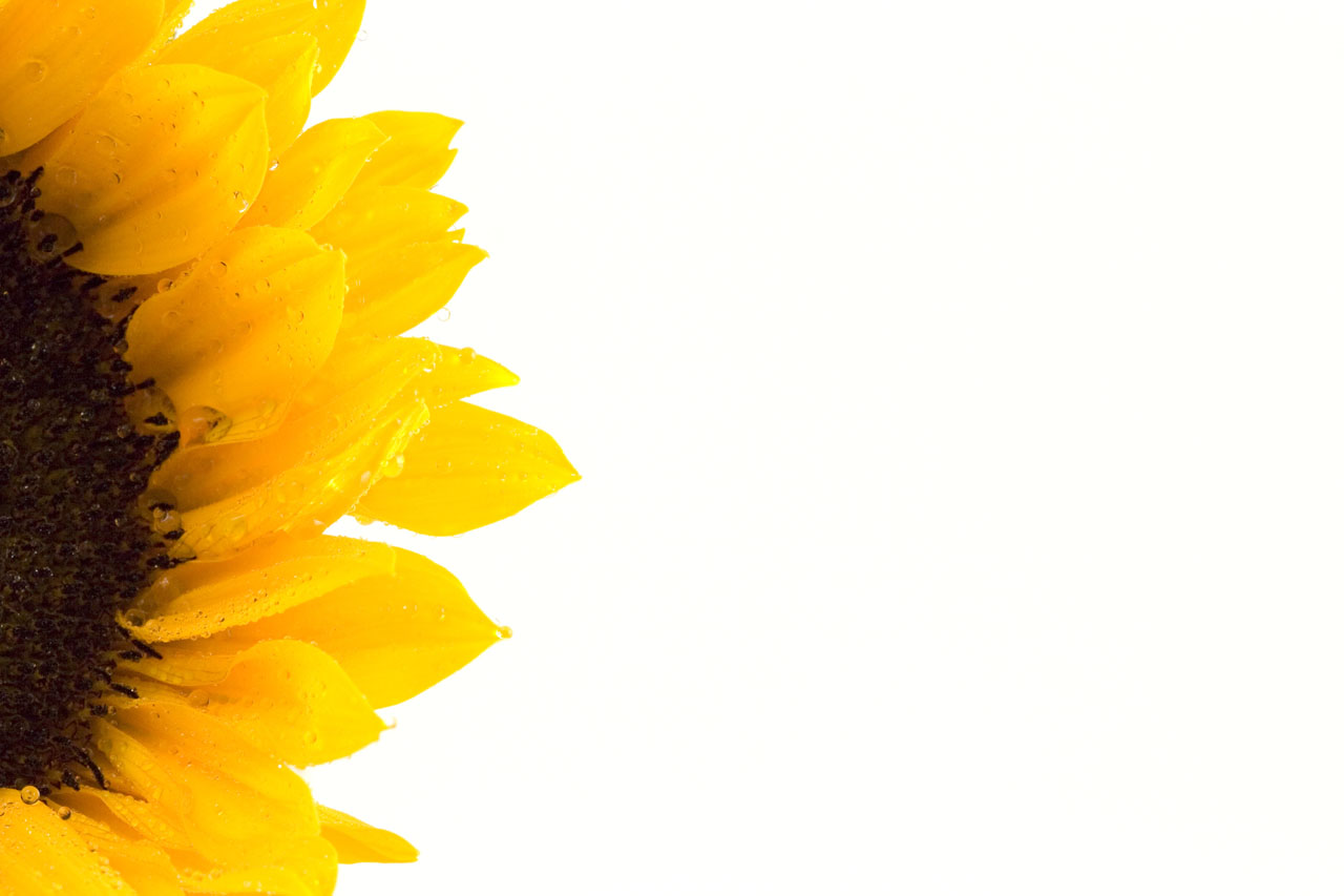 Sunflower Free Stock Photo Hd   Public Domain Pictures