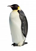 Animals   Emperor Penguin Isolated Against A White Background   Jpg