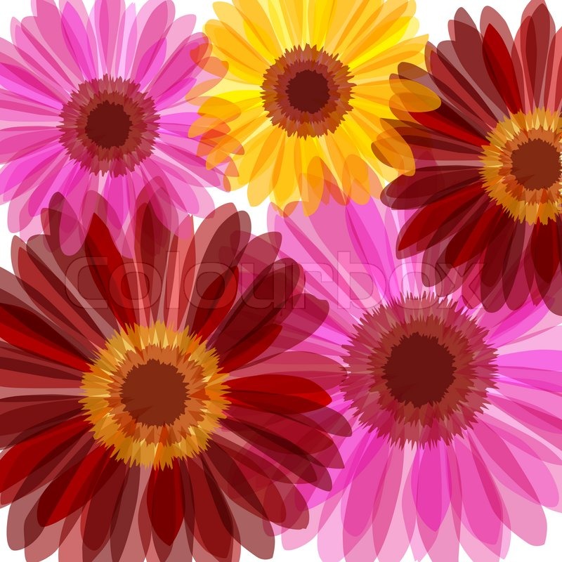 Bright Daisy Flowers Background   Stock Photo   Colourbox