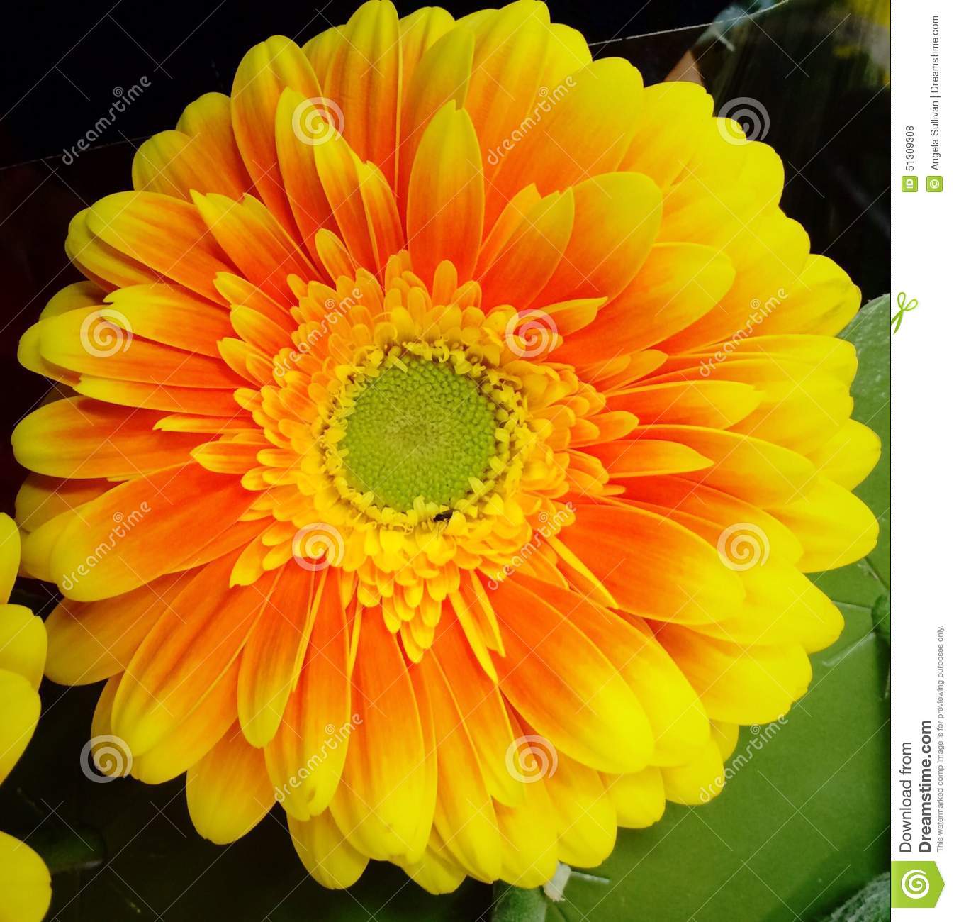 Close Up Of A Bright And Colorful Orange And Yellow Gerbera Daisy