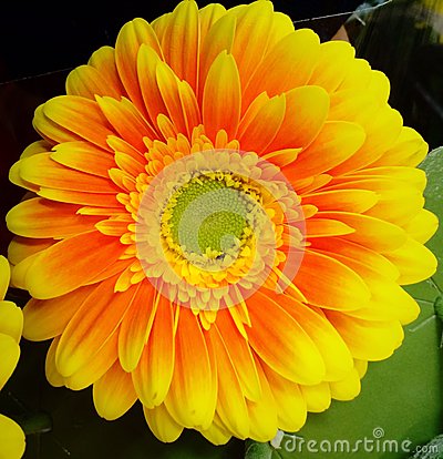 Close Up Of A Bright And Colorful Orange And Yellow Gerbera Daisy
