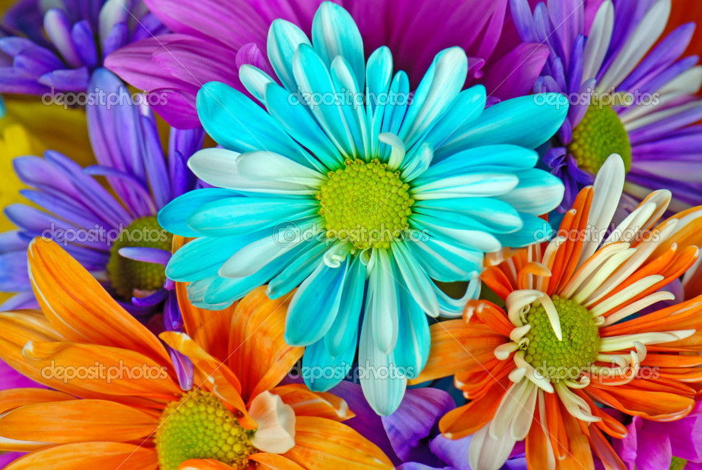Colorful Daisies Colorful Daisy Bouquet   Stock