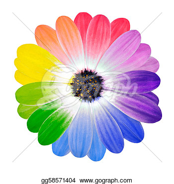Colorful Petals On Daisy Flower Isolated  Clipart Gg58571404
