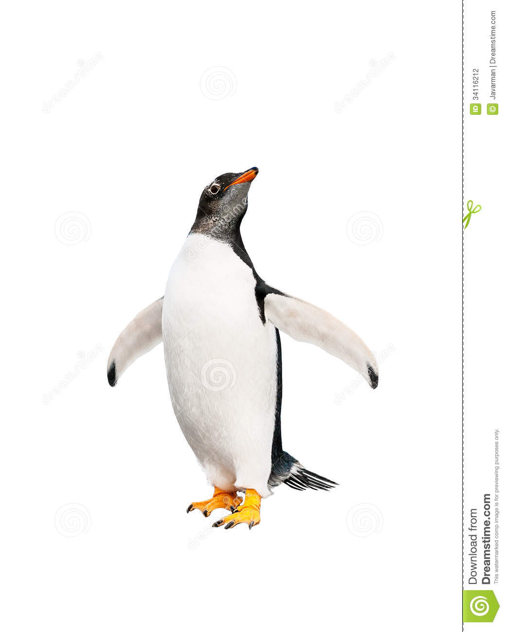 Cute Gentoo Penguin Over White Background Mr No Pr No 4 797 14