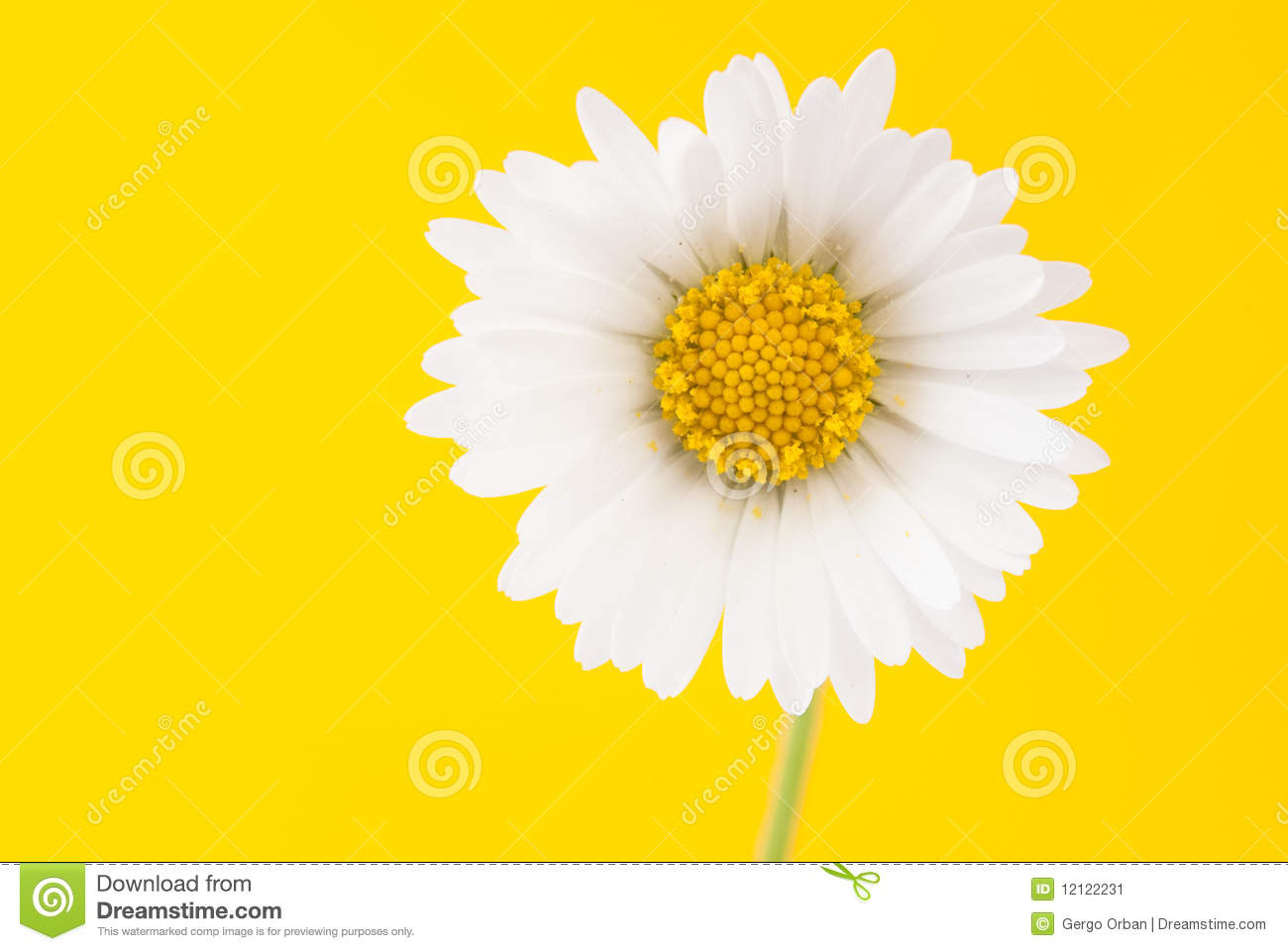 Daisy On A Bright Yellow Background Stock Image   Image  12122231