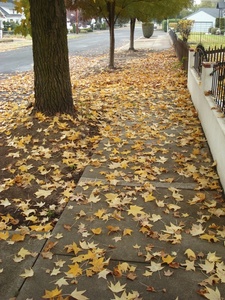 Leaves Photo Clipart Image   Neighborhood Sidewalk Covered With Autumn    