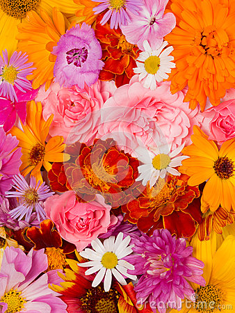 Many Different Bright Beautiful Colorful Colorful Daisy Flowers Roses