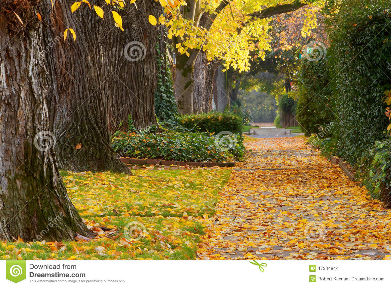 Neighborhood Sidewalk In Autumn With Trees And Bushes 