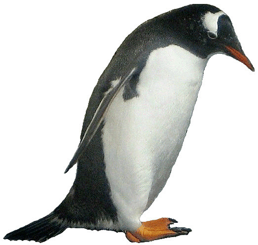 Penguin Clipart 7cm   This Clipart Style Image Has Been Cre