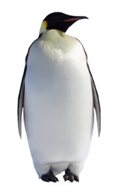 Penguin Standing On A White Background Looking To His Left