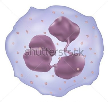 Source File Browse   Science   Illustration Showing A White Blood Cell