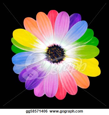 Stock Illustration   Colorful Petals On Daisy Flower Isolated  Clipart