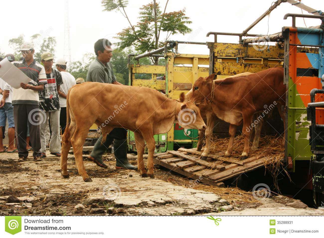Atmosphere In The Cattle Market In Asia Indonesia