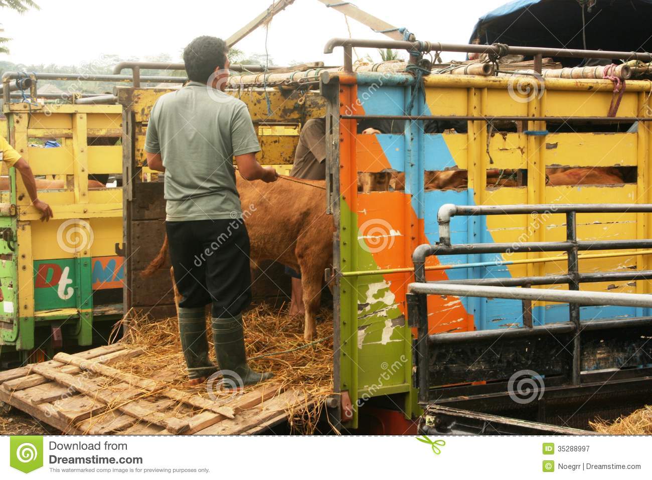 Cattle Market Editorial Photography   Image  35288997