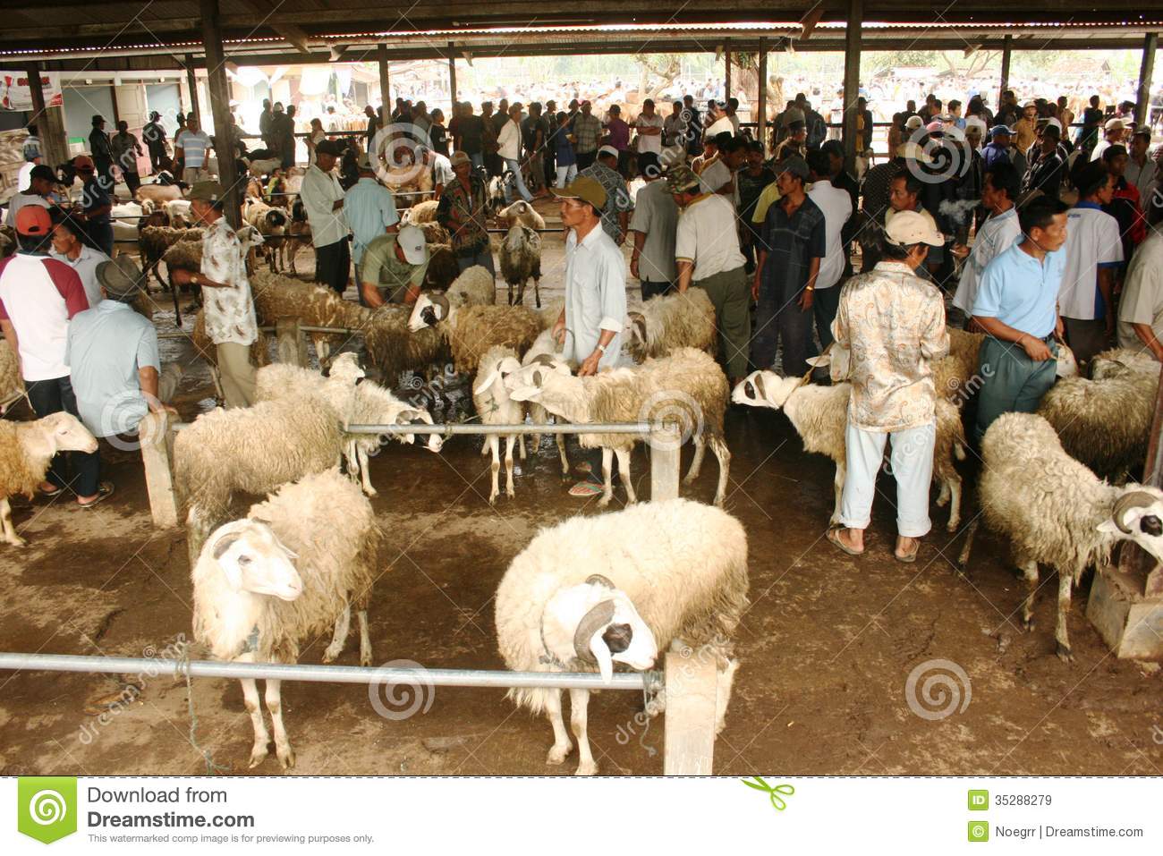 Goats And Sheep Market Editorial Stock Image   Image  35288279