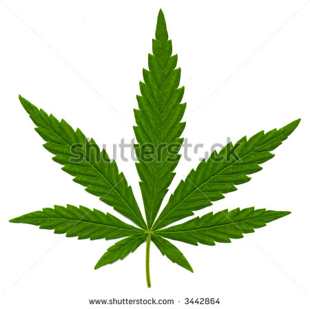 Green Leaf Of Hemp Cannabis Marijuana Isolated On The White Clipart