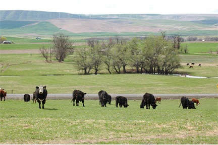 Oklahoma Farm Report   Superior Livestock Market Report  Friday    