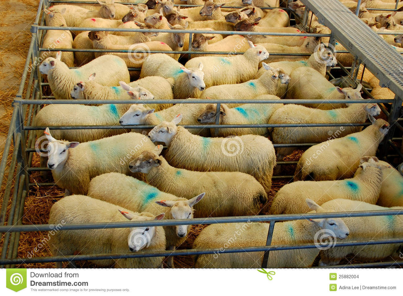 Sheep Auction Stock Images   Image  25882004