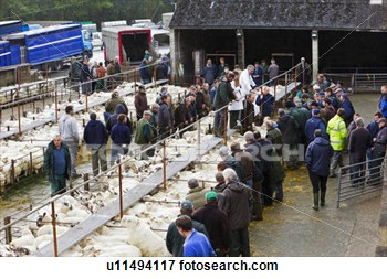     Sheep In Pens At Dolgellau Livestock Auction  View Large Photo Image
